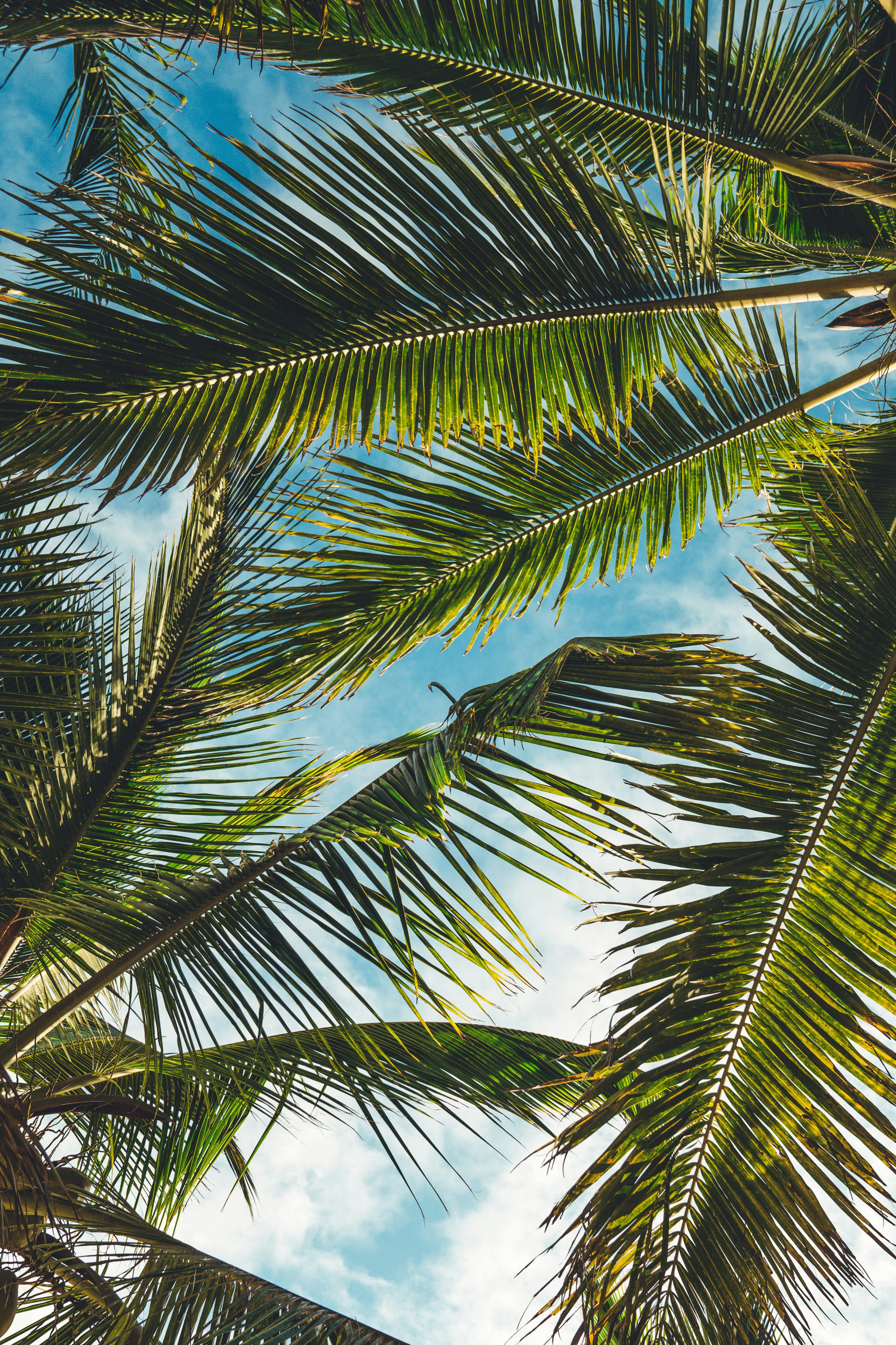 Resort wedding website collection